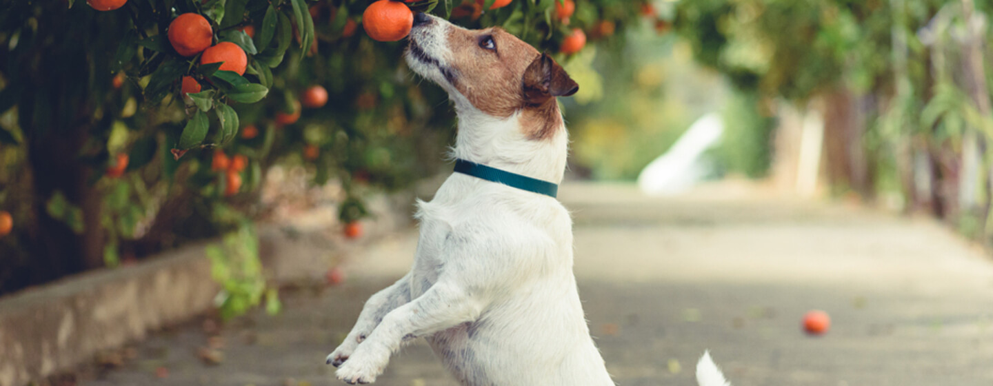 White dog with green collar jumps for an orange