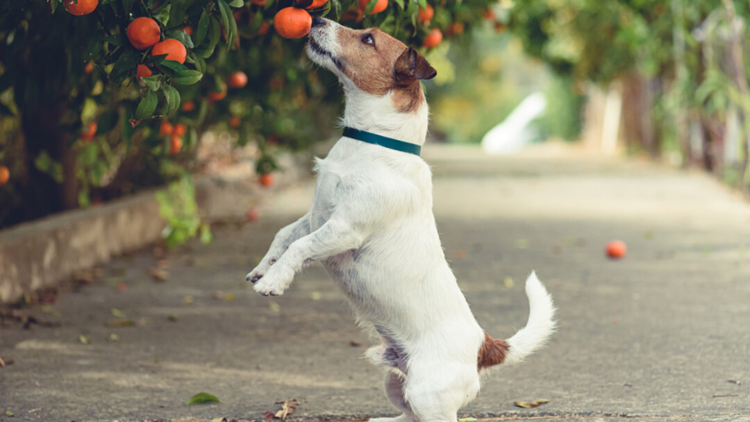 White dog with green collar jumps for an orange
