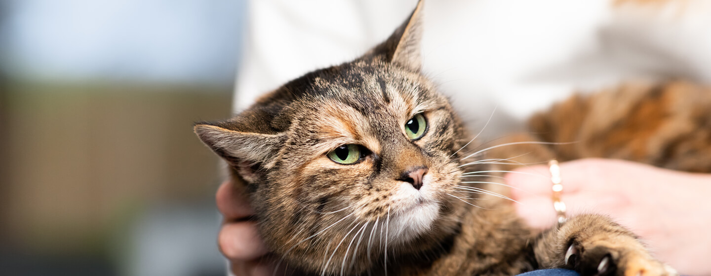 Toxoplasmosis in Cats: When Should You Worry? | Purina