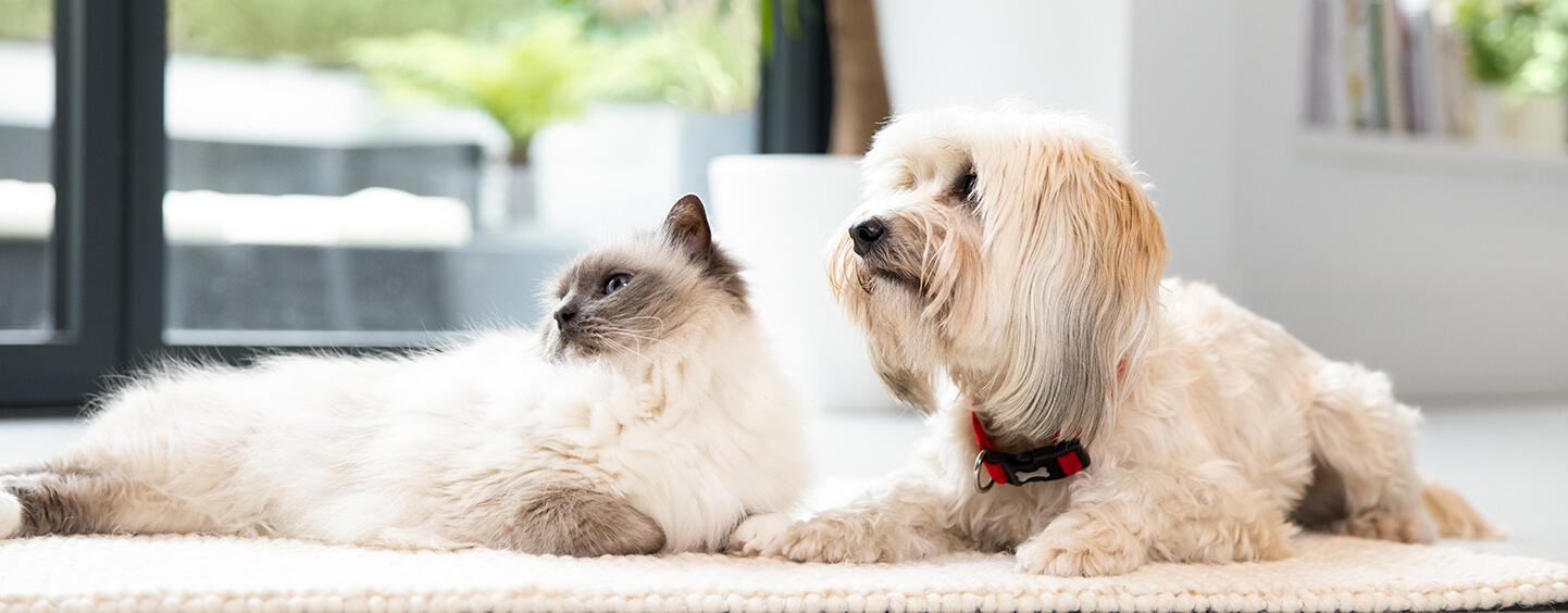 White cat and fluffy dog sitting on the floor