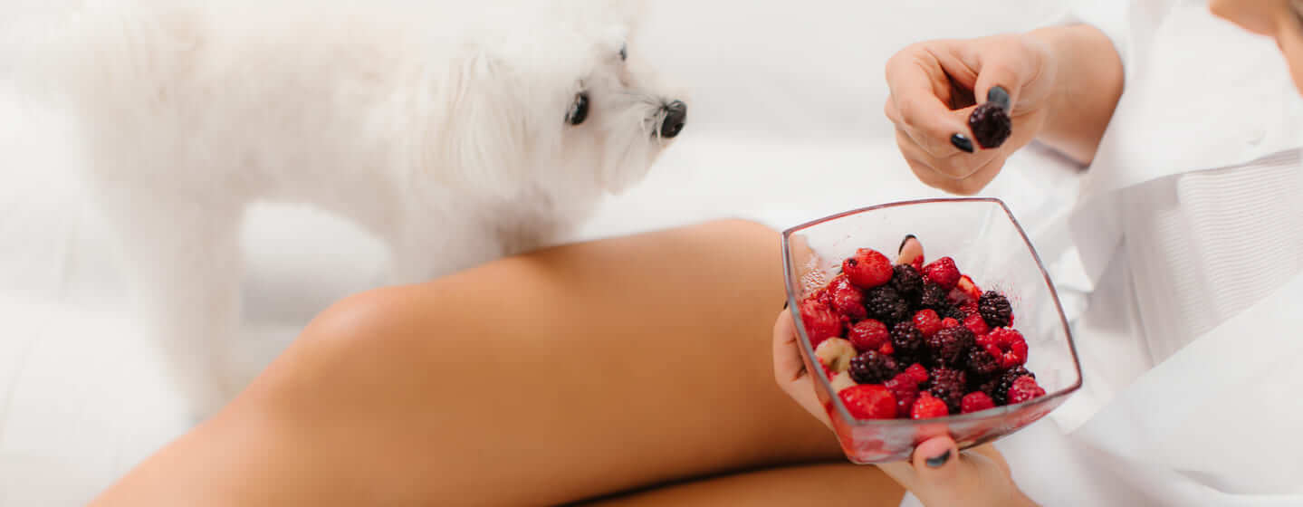 White fluffy dog looks at a plate of berries