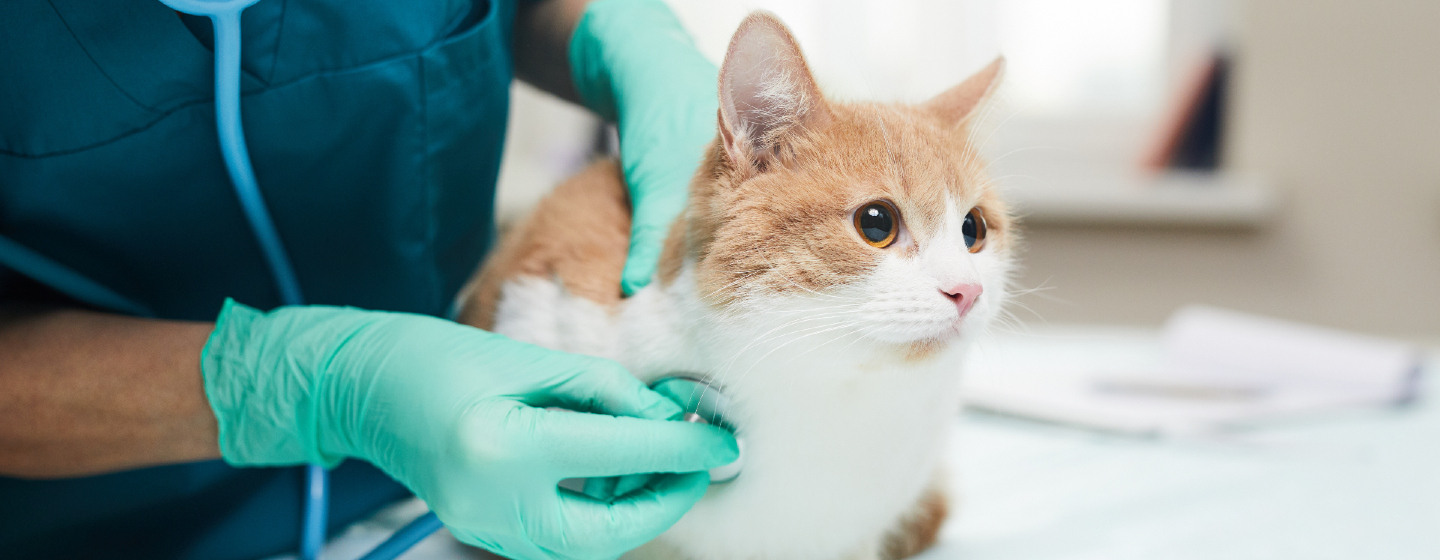 cat health checkup