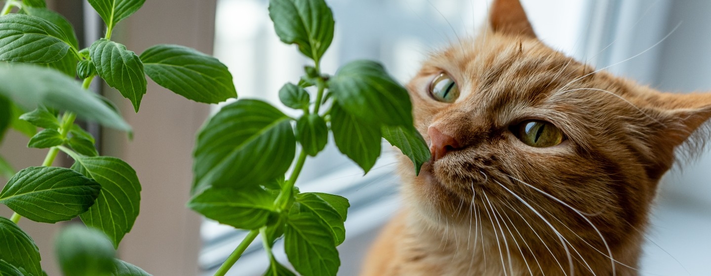 Cat with a plant