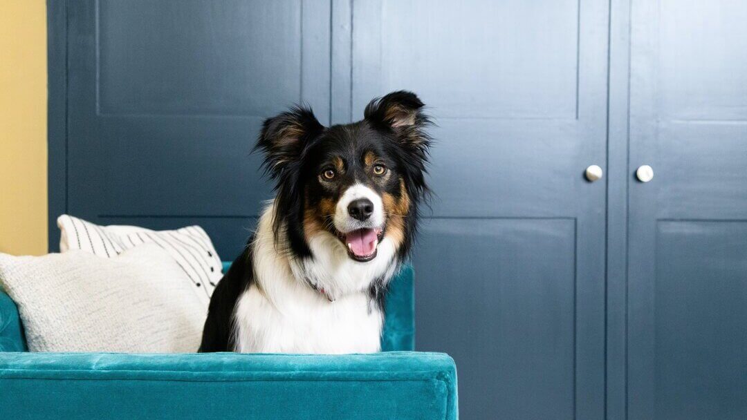 Dog sitting on blue sofa