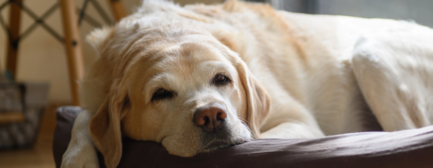 Old Labrador lying in bed
