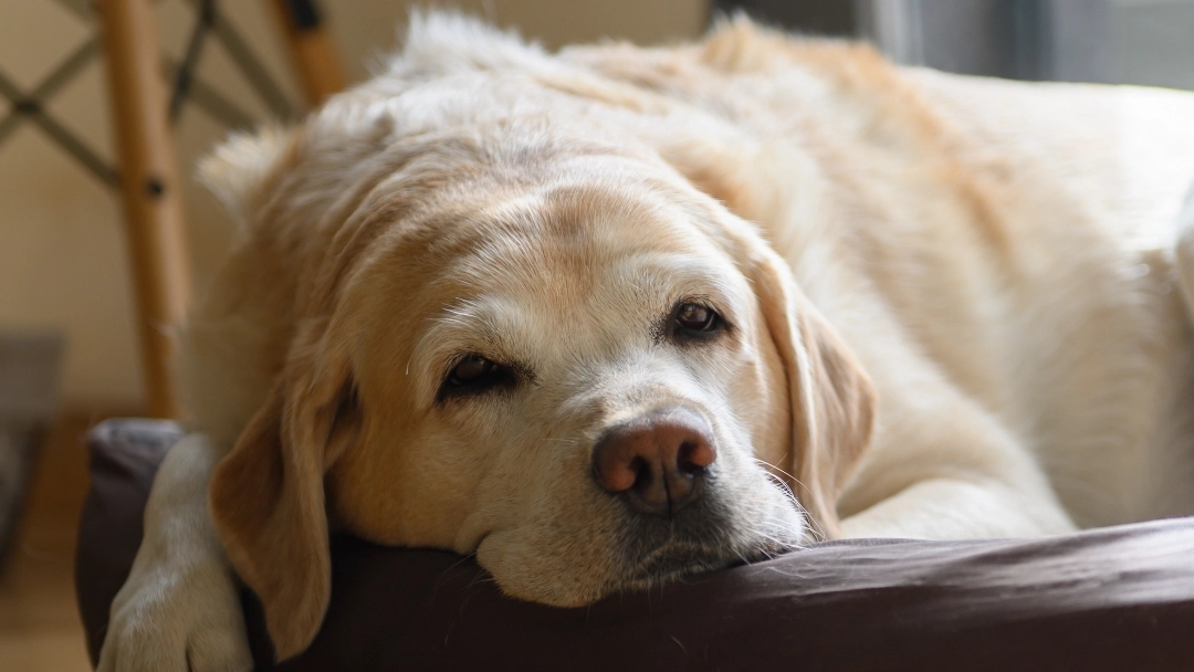 Old Labrador lying in bed