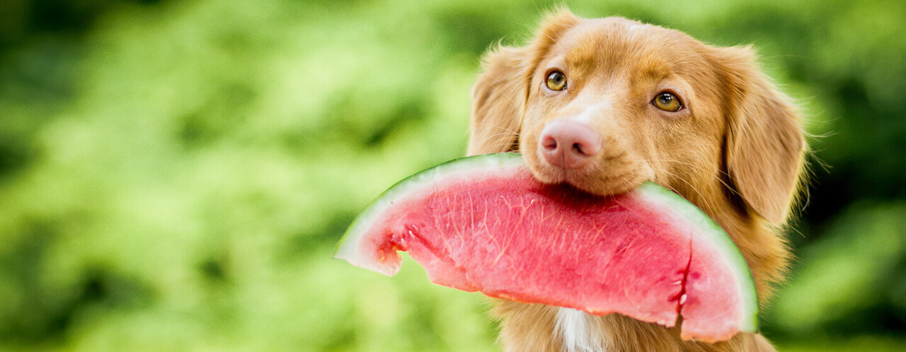 Can Dogs Eat Watermelon HERO