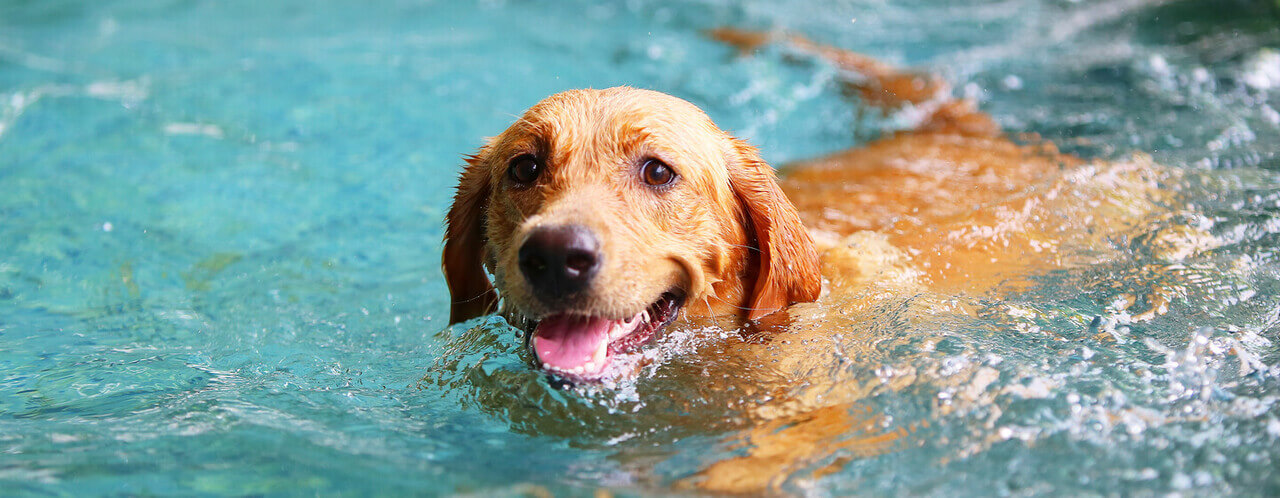 Teaching your dog to swimHERO