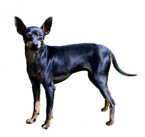 are english toy terriers good pets