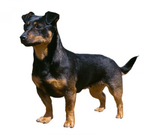 Lancashire sales heeler rescue