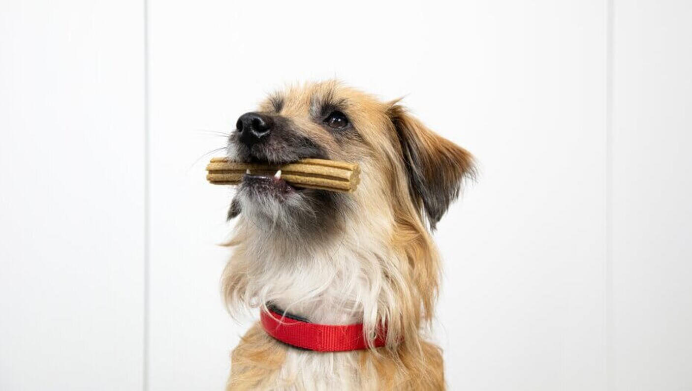 Brown dog sitting with a Dentalife stick in it's mouth