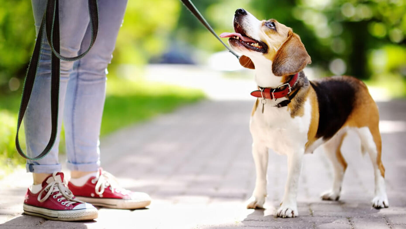 Jack Russell Terrier on lead looking up at owner