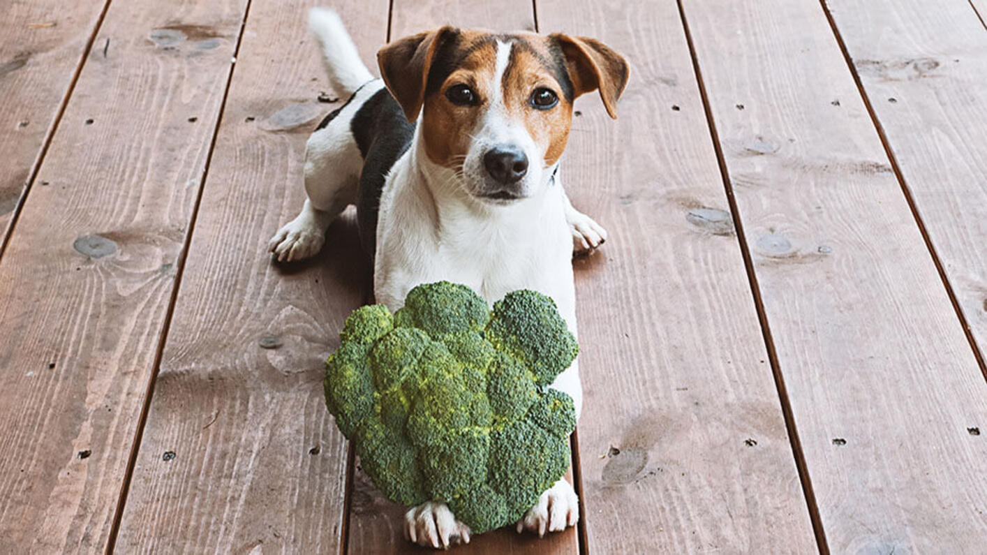 Dog with raw broccoli