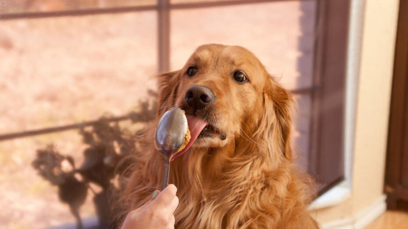 Feeding a Golden Retriever Peanut Butter