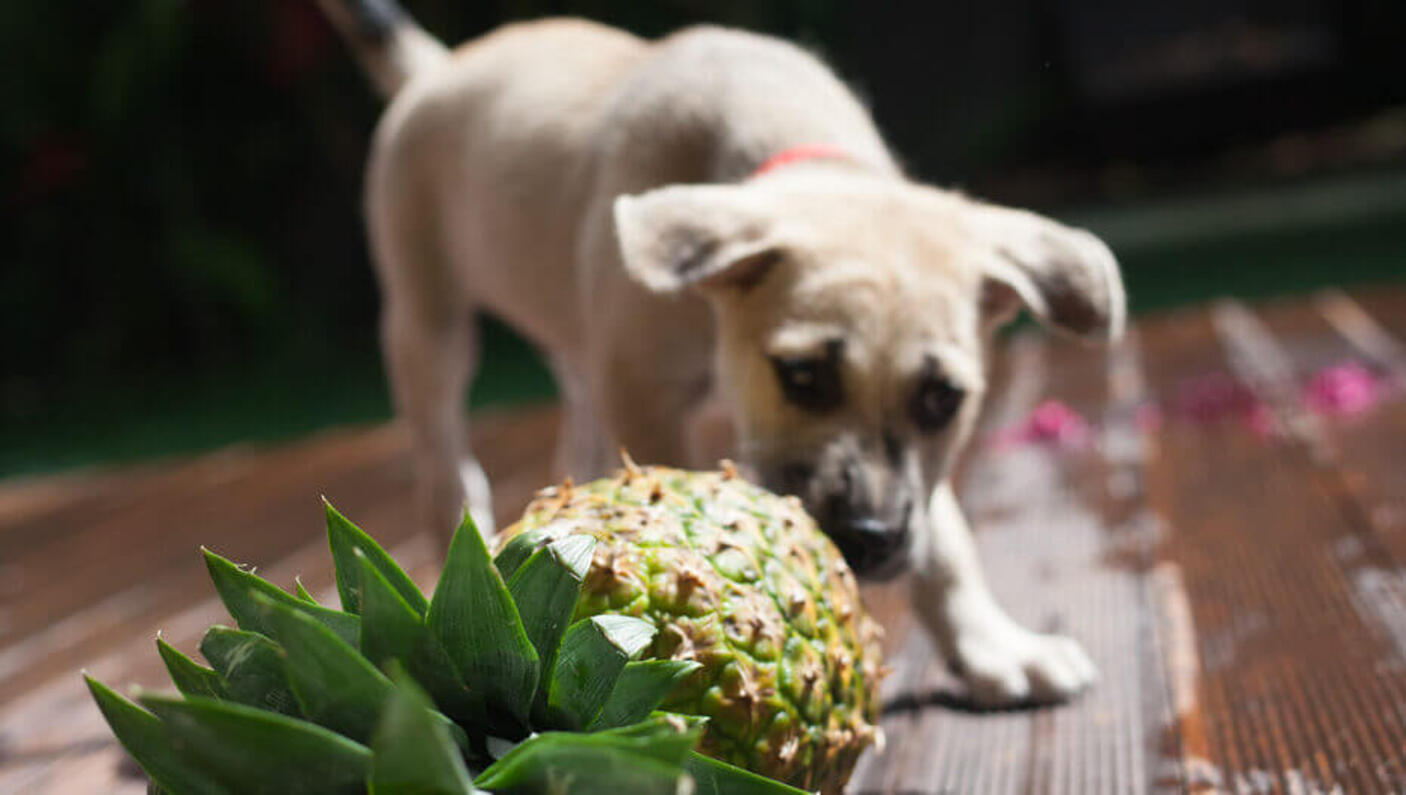 White dog is eating a pineapple