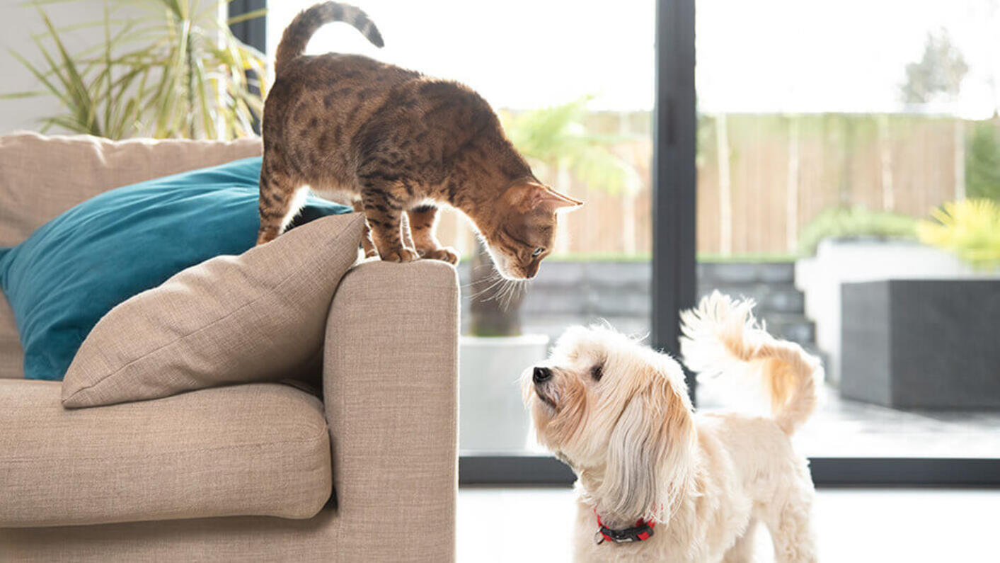 Brown cat is looking at white fluffy dog.