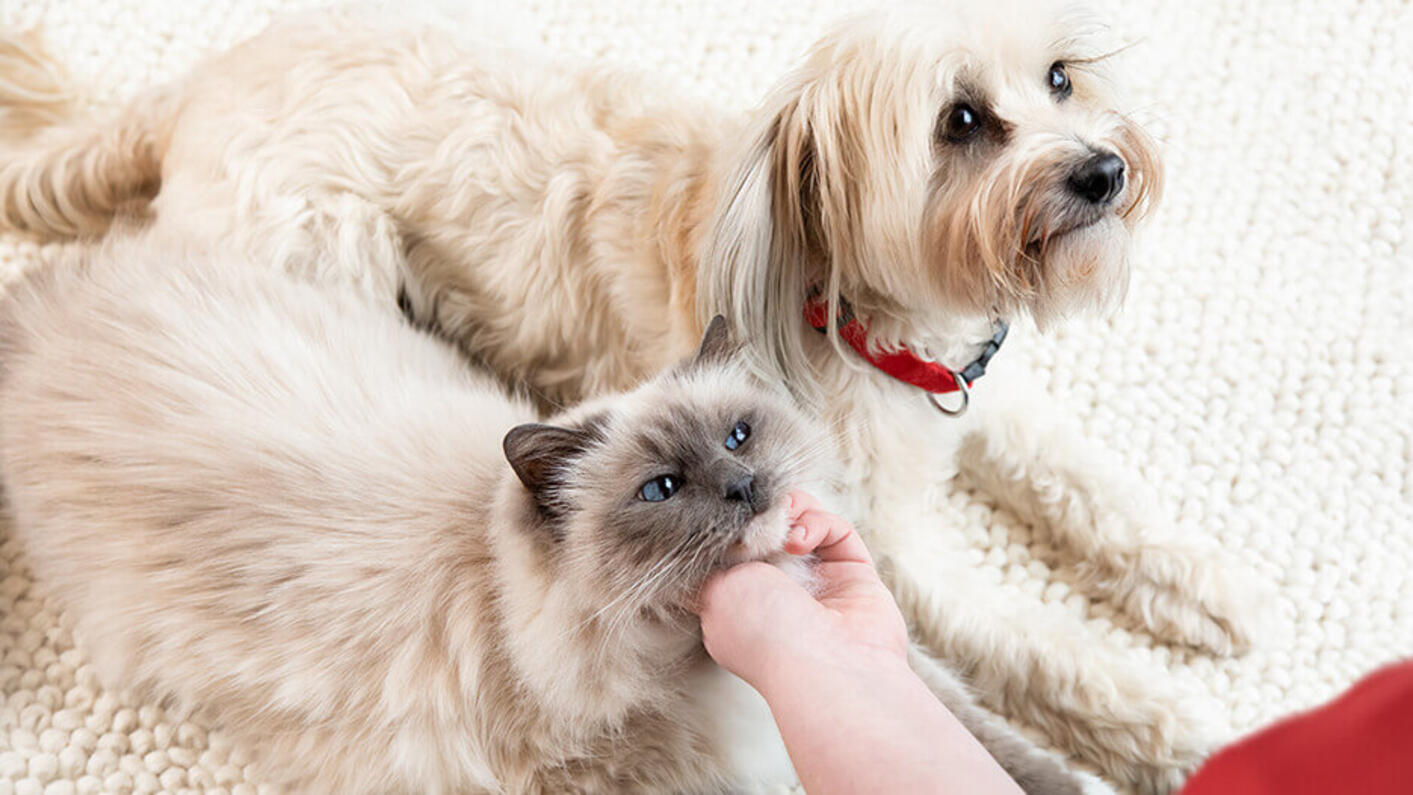 White cat and fluffy dog are looking at their owner.