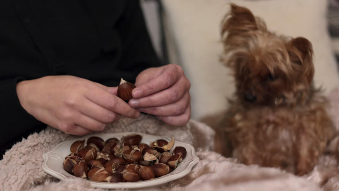 Fluffy dog looking at the owner with nuts