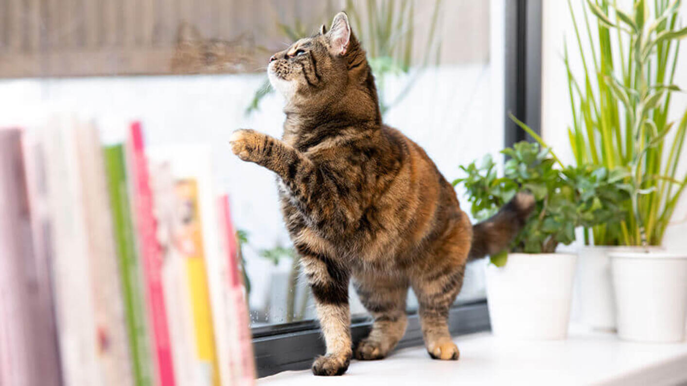 Brown cat looking at the window.