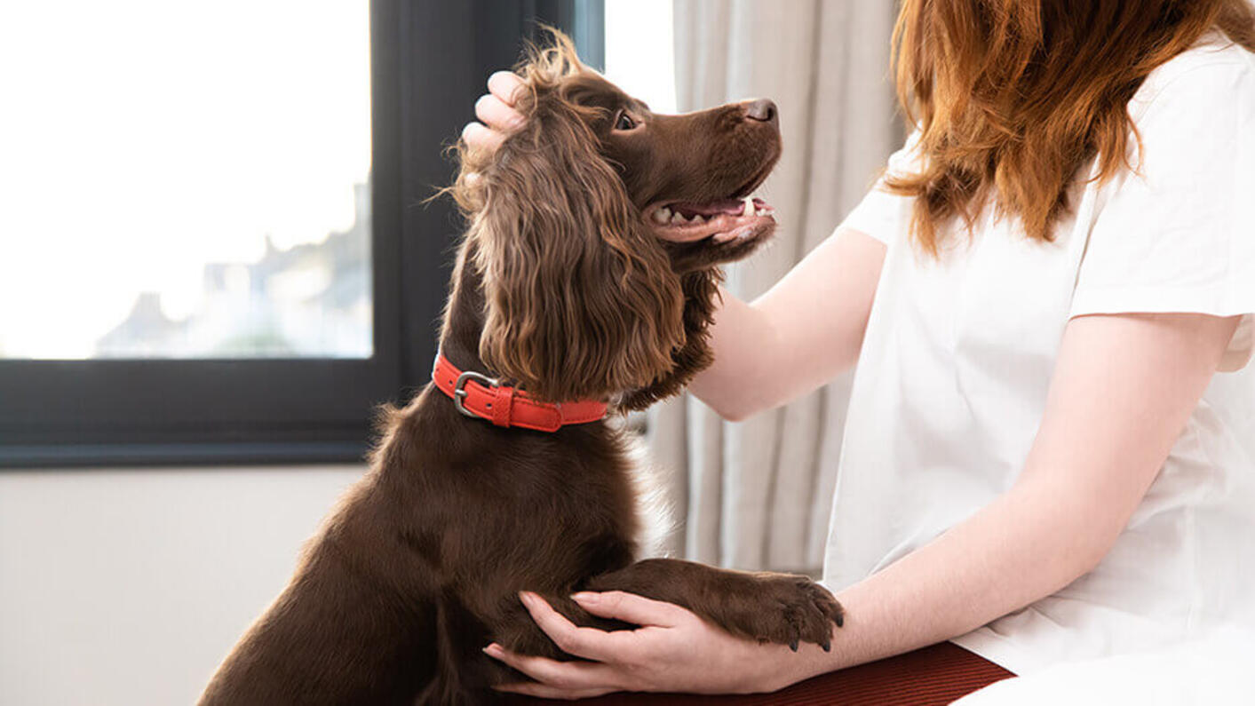 Chocolate dog is being petted by the owner.