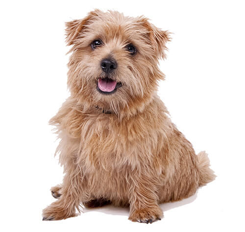 are norfolk terrier good with kids