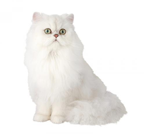 Purina cat breed hotsell