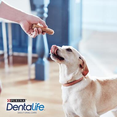 DENTALIFE Large Dog Dental Chews for Daily Use Purina