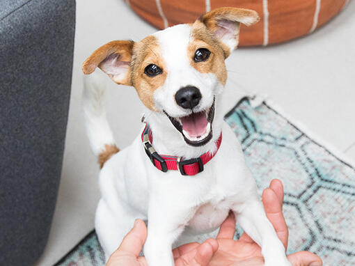 Puppy greeting owner