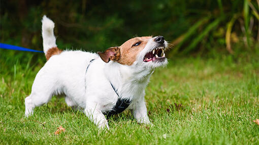 Jack Russell aggressive growling