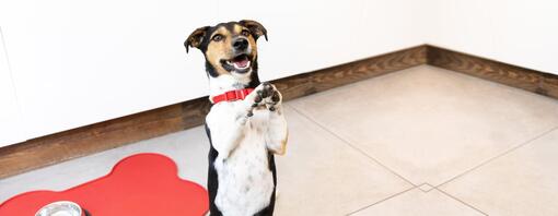 small dog standing on back legs with paws up