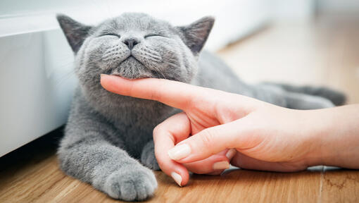 Grey cat being tickled under the chin with eyes closed