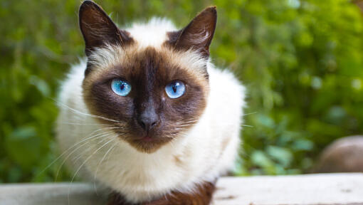 Siamese cat with bright blue eyes sitting on a table.