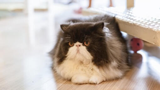 Black and white Persian cat lying down on wooden floor