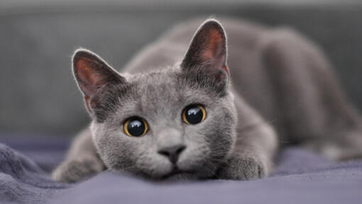 Grey and white cat with clearance yellow eyes