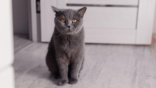 Dark grey cat with best sale yellow eyes