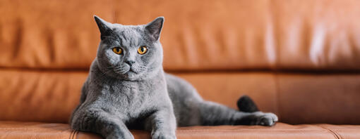 Tiger grey shops cat