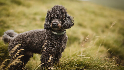 Black Poodle in the tall grass.