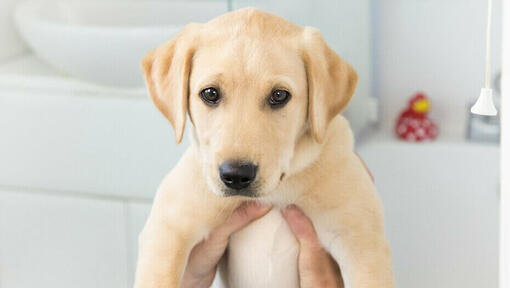 Golden Labrador puppy being held up.