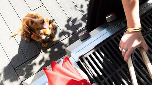 puppy watching owner barbecue