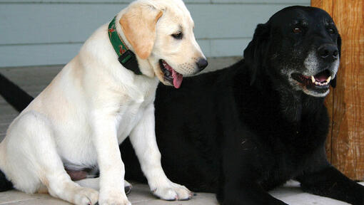 One golden Labrador puppy and one older black Labrador lying next to each other