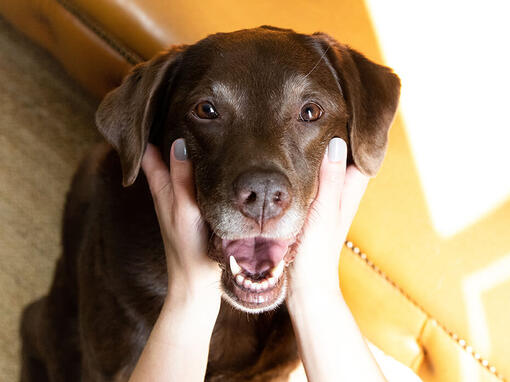 Older dog in owners hands