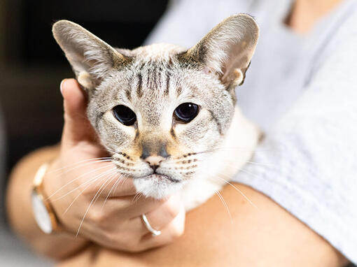 Older cat on owners lap