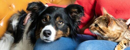 Cat and dog on owner's lap