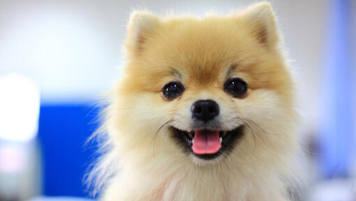 Pomeranian puppy with black eyes and tongue out.