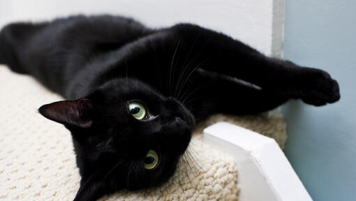 Oriental black cat with green eyes lying on side.