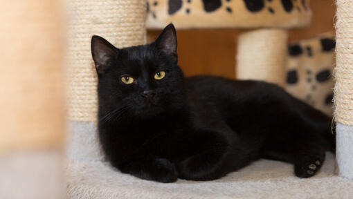 Black cat hot sale breeds