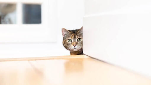 cat staring around a corner