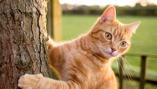 Ginger cat climbing a tree