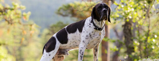 Gun dog pointing and sniffing the air