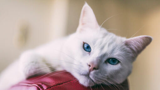 Blue eyed cat